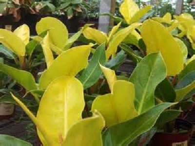 Philodendron Moonlight 3G []