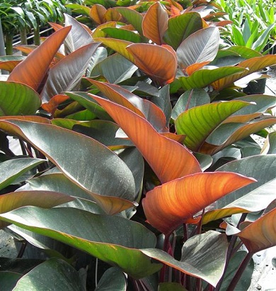 Philodendron Rojo Congo 3G []