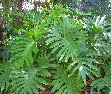 Philodendron Selloum 1G []
