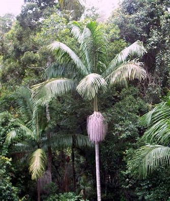 Piccabean Palm 30G ["Bangalow"   Archontophoenix]