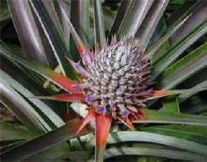 Pineapple 3G [Ananas Comosus]