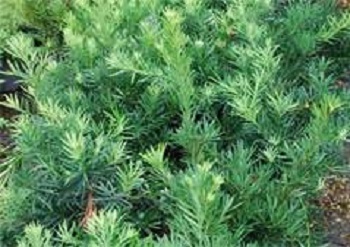 Podocarpus Dwarf 1G []