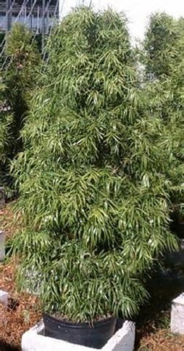 Podocarpus Topiary Cone 15G []