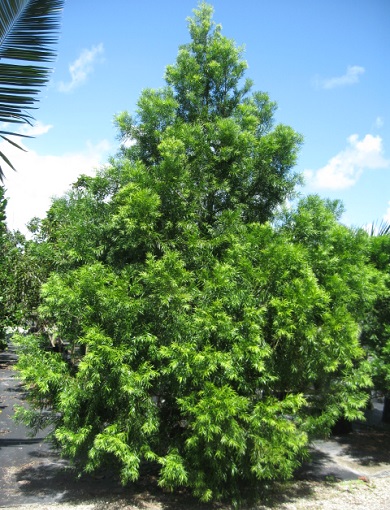Podocarpus Weeping Std 7G []