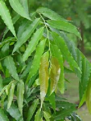 Asoka Tree 15G [Polyalthia Longifolia]