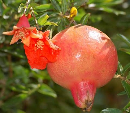 Pomegranate 7G [Punica granatum]