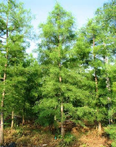 Pond Cypress 15G [Taxodium ascendens]