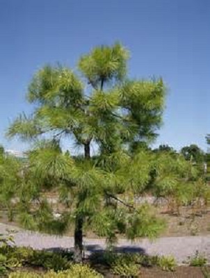 Pond Pine 3G [Pinus serotina]