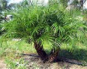 Pygmy Date Palm DBL 4-5' ht [Phoenix Roebillinii B&B]