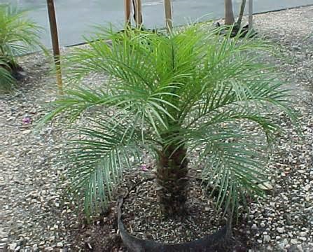 Pygmy Date Palm SGL 8-9' ht. []