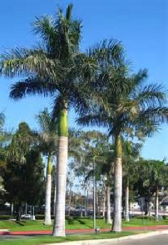 Royal Palm 9' Grey Wood []