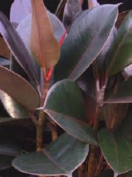 Rubber Plant 7G [Ficus elastica 'Burgandy']
