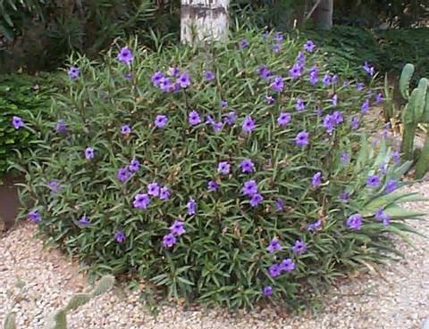 Ruellia 3G (Large Variety) [Mexican Bluebell]