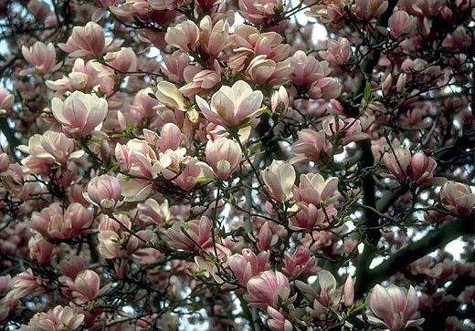 Soulangiana Magnolia 15G [AKA Saucer or Jane Magnolia]