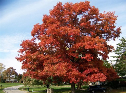 Scarlet Oak 2" [Quercus coccinea]