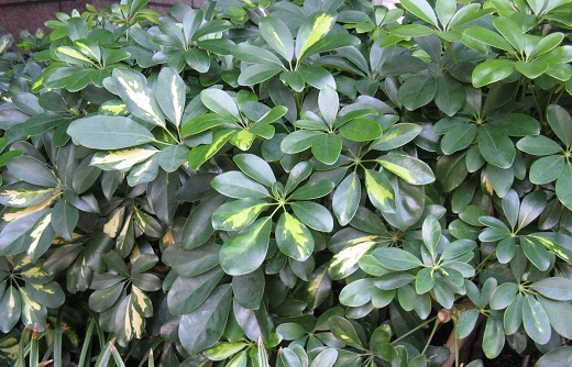 Schefflera Arboricola [Green 15G]