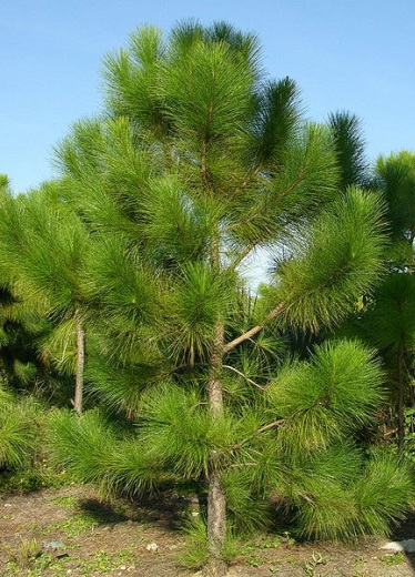 Southern Florida Slash Pine [Pinus Elliotii Densa 3G]