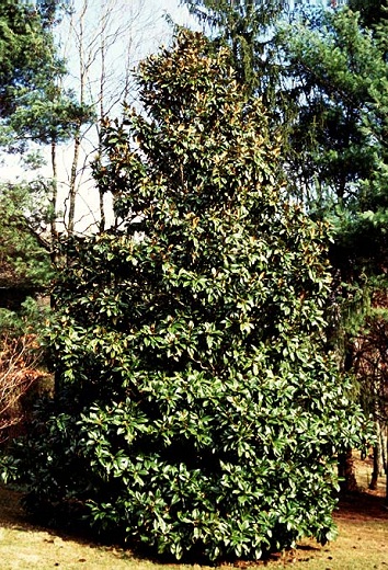 Southern Magnolia 30G []