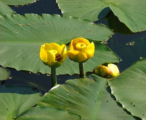 Spatterdock Bare Root [Nuphar Luteum]