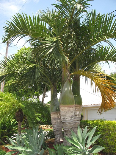 Spindle Palm 25G-Triple []