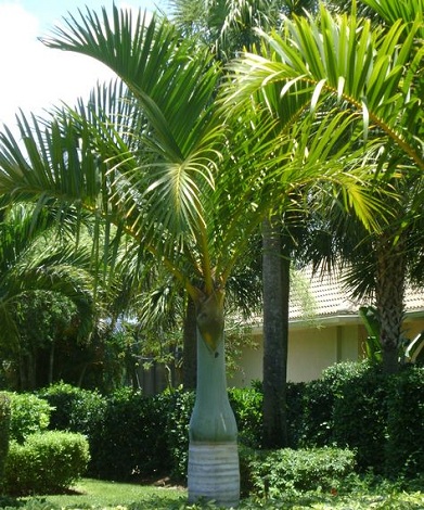 Spindle Palm 3G []