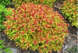 Spirea Goldflame 2G [Red]