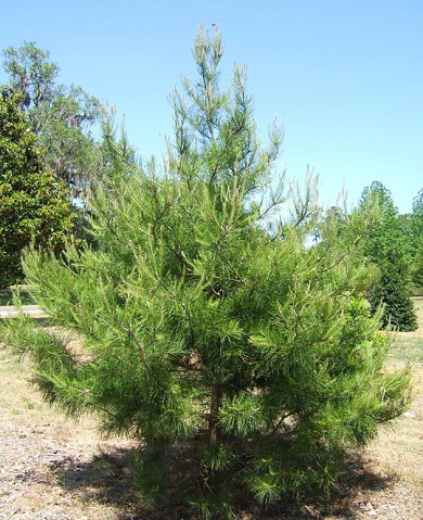 Spruce Pine B&B 8-10' ht [Hemlock Tree]