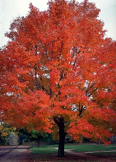 Summer Red Maple 4" []