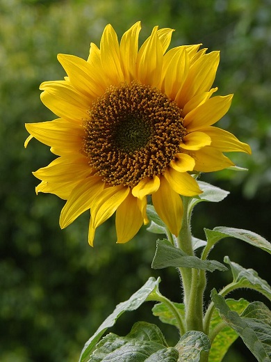 Sunflower 3G []
