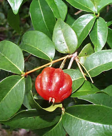 Surinam Cherry 15G [Eugenia uniflora]