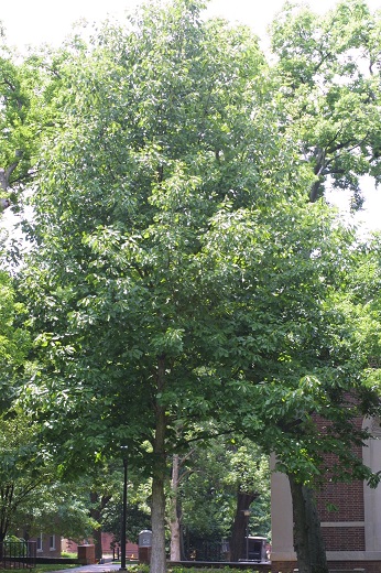 Swamp Chestnut Oak 1G [Quercus Michauxii]