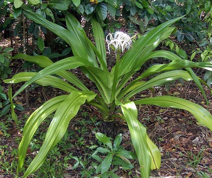 Swamp Lily 1g [Crinum americanum]