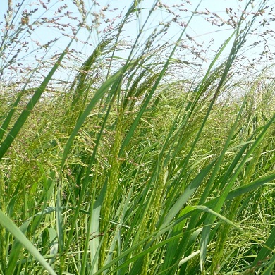 Switch Grass - Liners [Panicum Virgatum]