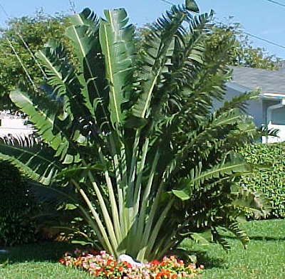 Travelers Palm 10G []