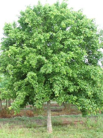 Trident Maple 3-3.5" cal [Acer buergeranum]
