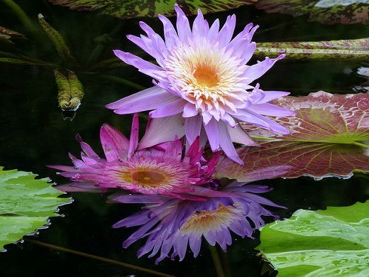 Tropical Water Lily 1G []