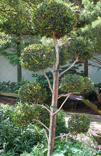 Yaupon Holly Topiary B&B [8'-10'    (3,4, & 5 ball)]