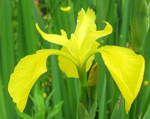 Yellow Iris 1G []