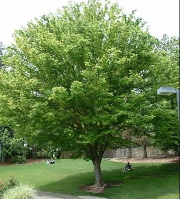 Zelcova Tree 4" cal [Japanese, Sawtooth, Sawleaf]